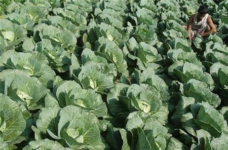 Cabbage reborn as fresh green Japanese lingerie