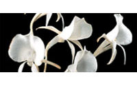 L'orchidée Angraecum adoptée par l'industrie cosmétique