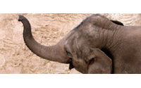 Des éléphants d'Asie menacés par un lucratif marché de l'ivoire au Vietnam