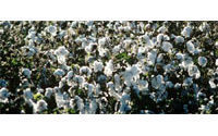 Tanzania cotton crop to drop as farmers switch