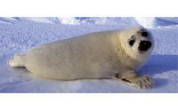 EU adopts seal product ban despite Canadian threat