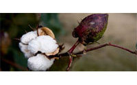 全球棉花市场最大棉花商排行榜