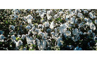 印度可能在本周取消棉花出口禁令