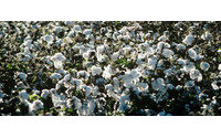 棉价大涨冲击中国　明年春季日用纺织品价格将上涨20%左右