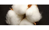 COAG y Greenpeace dicen que el algodón transgénico cuesta más y tiene menos rendimiento