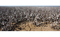 Faeca apunta a 1.000 hectáreas de algodón dañadas por el granizo y a pérdidas de producción de hasta el 50%
