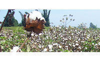 Baumwolle: Produktionsrückgang um 6 % für 2012/2013