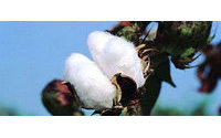 El Gobierno prevé un buen futuro para la industria de algodón en la provincia de Sevilla