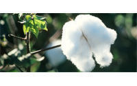 Jaén se enfrenta a una campaña de algodón "tardía y de baja producción"