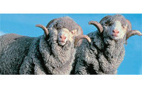 La laine la plus fine du monde est australienne