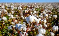 Índice do algodão no Brasil permanece estável na primeira quinzena de abril