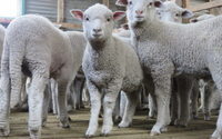 Blutige Wolle: PETA deckt Tierquälerei in Argentinien auf
