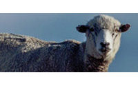 Patagonia dice no a la lana proveniente de Ovis 21
