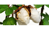 中国调低棉价是否会令棉花减产？