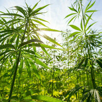 Hemp: a global industry dominated by French production