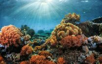 Une crème solaire qui protège la peau et… favorise la croissance des coraux
