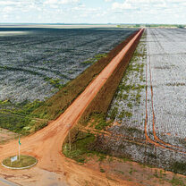 Brasil: ONG britânica acusa H&M e Zara de usar algodão certificado pela BCI ligado ao desmatamento