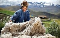 Alpaca y algodón peruano con destino a Francia