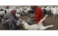 Starving goats to hit Indian pashmina production