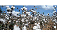 U.S. cotton farmers seen boosting acreage 6.2 pct this year
