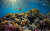 Rcifs coralliens une tude de lAnses confirme les effets nfastes de certains cosmtiques