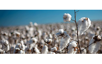 ICE cotton hits two-week low as surplus expectations weigh
