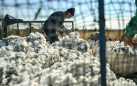 Better Cotton приходит в Узбекистан