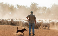 Dopé par la Chine, le prix de la laine australienne remonte en flèche