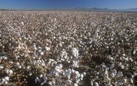 Preço do algodão brasileiro registra leves oscilações este mês