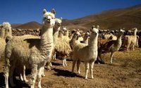 Bolivia pide a la ONU declarar el 2018 como el año de los camélidos