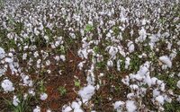 Índice do algodão brasileiro CEPEA/ ESALQ aumentou 68,2% em 2021