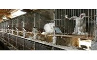 UK retailers halt angora wool sourcing after cruelty allegations