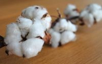 Better Cotton Initiative, sürdürülebilir pamuk kullanımında H&M'in Lider Olduğunu Açıkladı