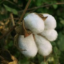 El INTA se encuentra investigando una fibra extra larga de algodón que podría ser muy útil en la industria textil
