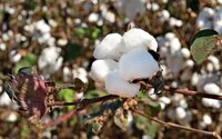 Preço do algodão sobe pelo 7º mês consecutivo no Brasil