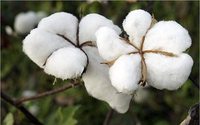 Asos, H&M y Nike se comprometen a usar un 100% de algodón sustentable en 2025