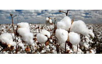 Pest blights India's GM cotton crop, fuelling debate over risks