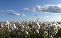 Bio-Baumwolle: H&M wieder auf Platz eins