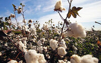 Better Cotton unveils new Impact Targets for 2030