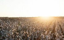 Preço do algodão no Brasil sofre oscilação no final de fevereiro