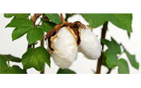Turkey, Vietnam cancel cotton buys as soaring prices crimp demand