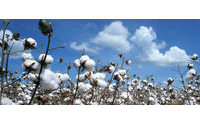 India to screen GM cotton hybrids after pest attacks
