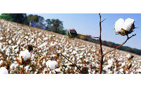 Plains Cotton sells US mills as textile boom continues