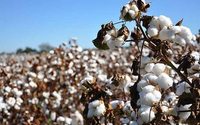 Perú: Disminuye el área de siembra de algodón