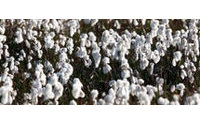 China to release cotton from state reserves this year