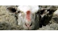 PETA calls for a wool-free winter