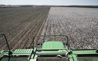 Preço do algodão brasileiro cai devido ao baixo interesse de compra