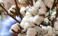 Preço do algodão brasileiro cai 1,38% em fevereiro